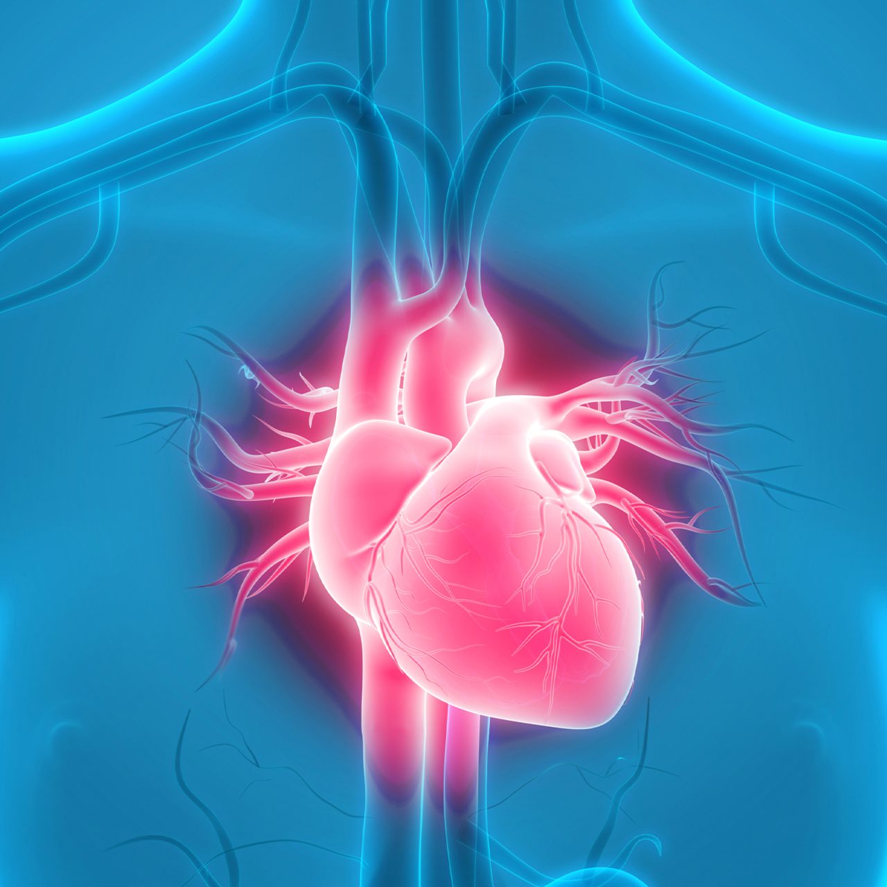 An image highlighting the human heart